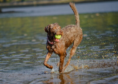 wet labradoodle with ball