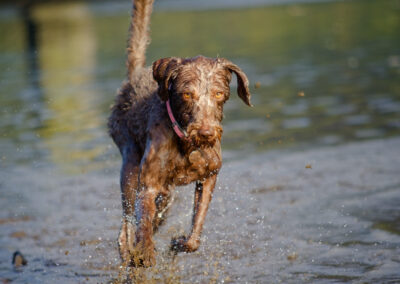 wet labradoodle