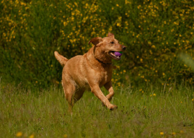 red fox labrador running on grass