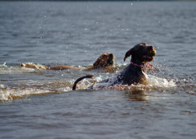 two dogs in the river clyde
