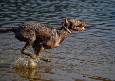 side on profile of a labradoodle running