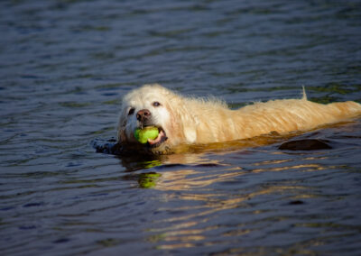 golden retriever in a river with a ball