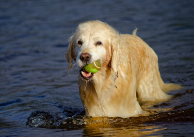 old golden retriever coming out of a river