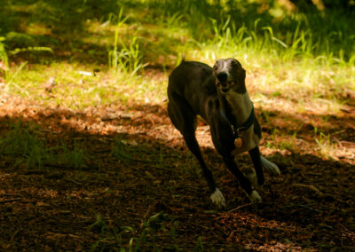 whippet running in the woods