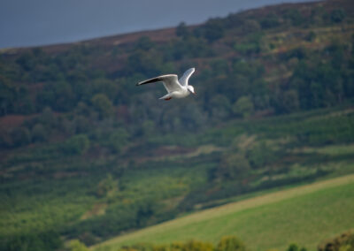 seagull at erskine beach