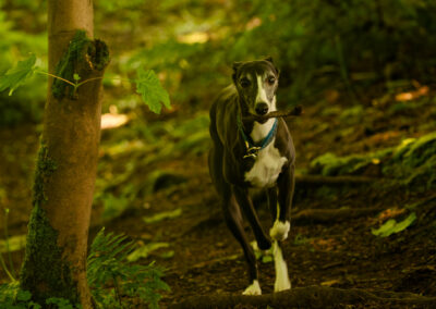 whippet in finlaystone woodlands