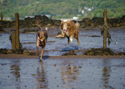 collie jumping in mid air