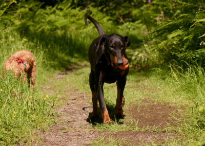 Doberman walked in the sun at finlaystone