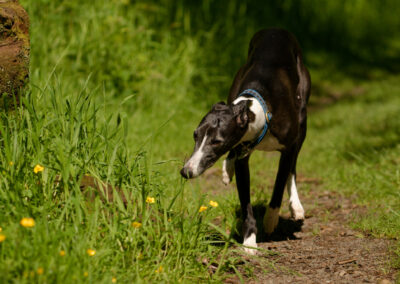 whippet smelling flowers