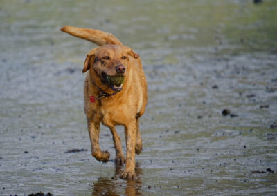 dirty dog on beach