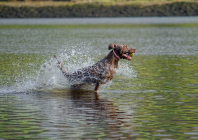 labradoodle running in a river