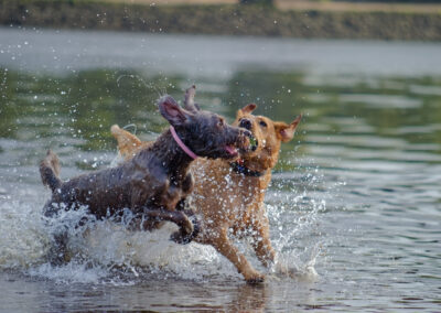 two dogs running in a river
