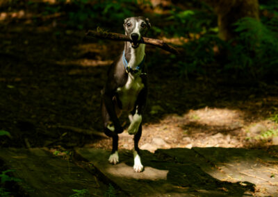 Whippet running in woodland
