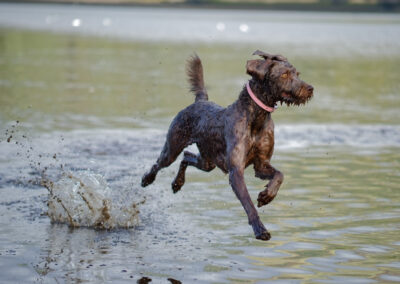 labradoodle with all four feet off the ground