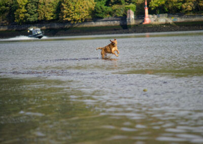 dog running in the river clyde with a boat behind her
