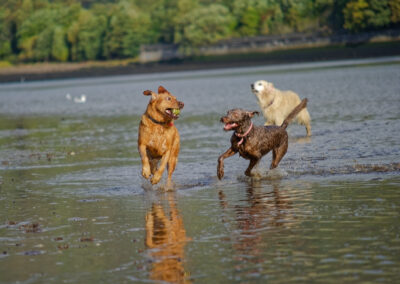 3 dogs on the beach on a sunny day