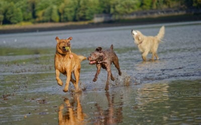 three dogs sharing 1 ball