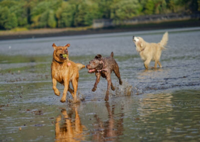 three dogs sharing 1 ball
