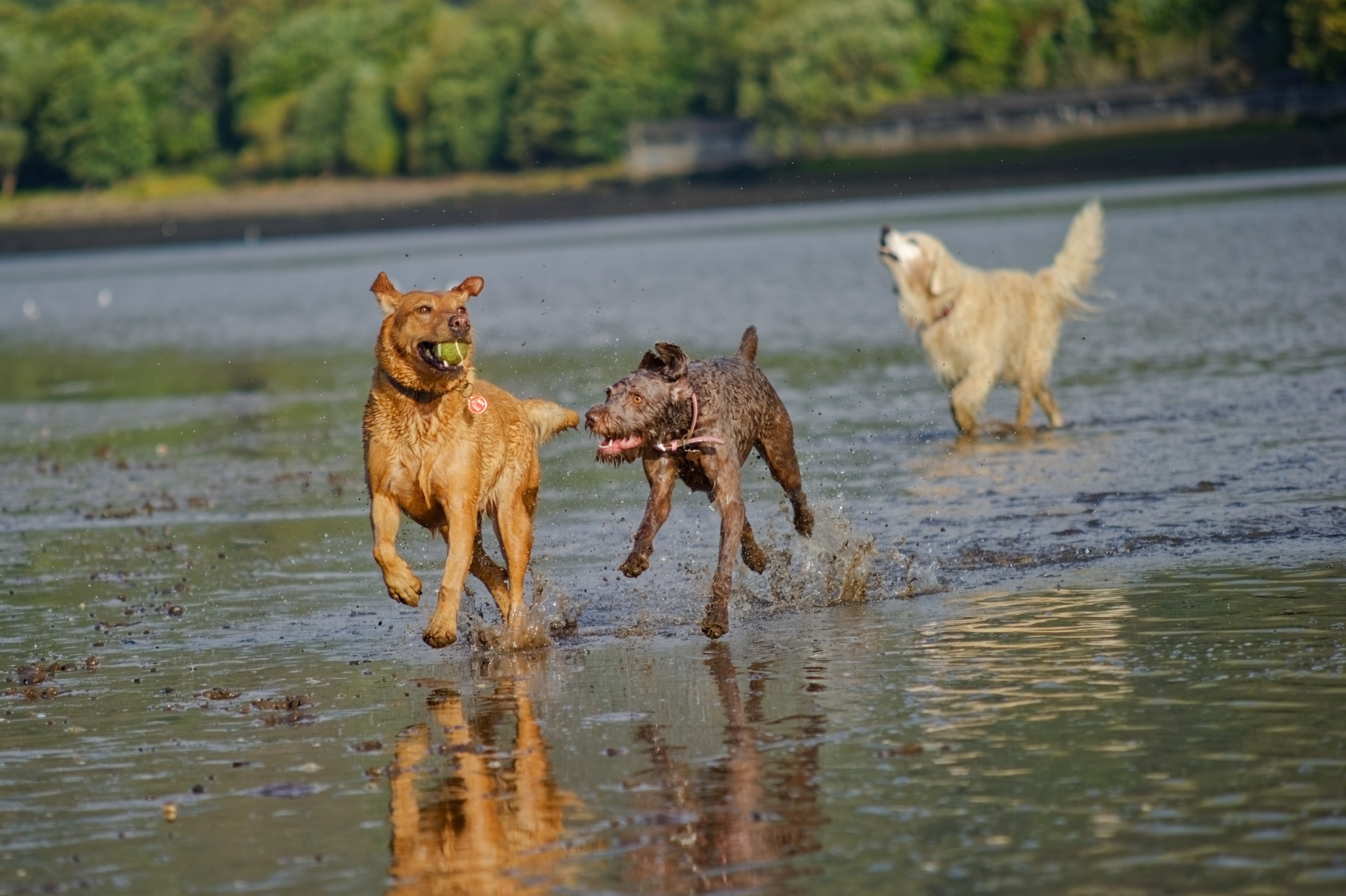 Sage bringing the ball back three dogs sharing 1 ball