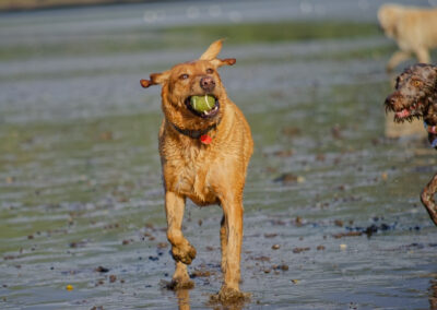 sunlit Labrador on the beach