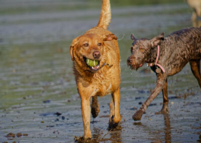 two dogs on a wet beach