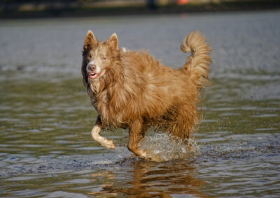 border collie on the beach