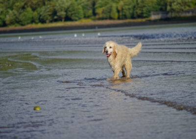 Golden retriever emerging from a river