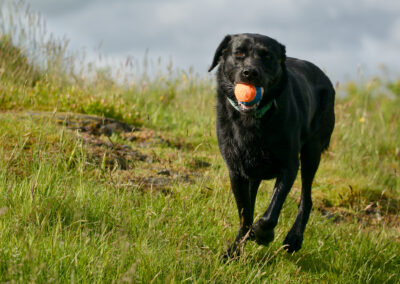 black labrador with ball in mouth