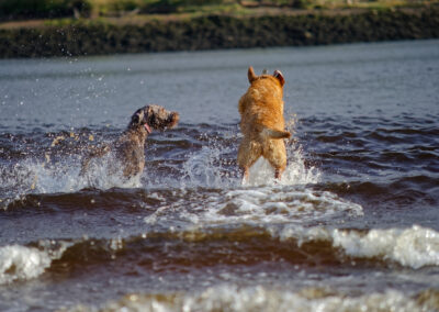 dogs jumping in waves made by a boat