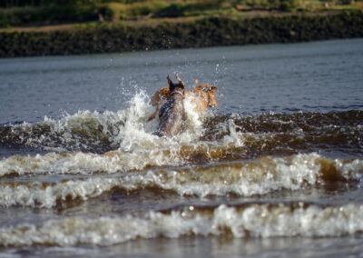 dogs trying to find a ball in a river