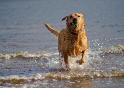 labrador emerging form a river with a ball