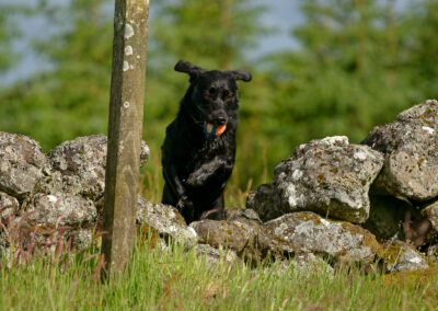 Black labrador jumping over and old stone wall