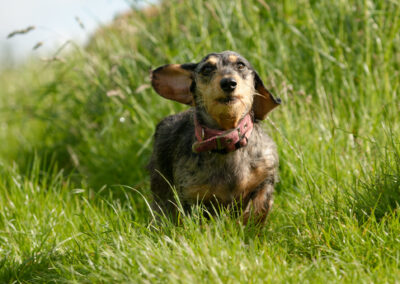 Dachshund running in grass