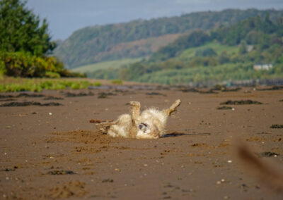 golden retriever rolling on a sandy beach