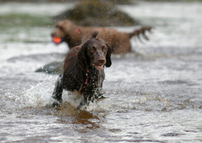 brown cockapoo running in a river