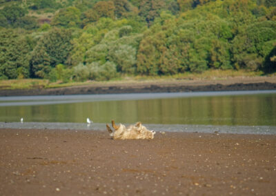 golden retriever rolling in sand