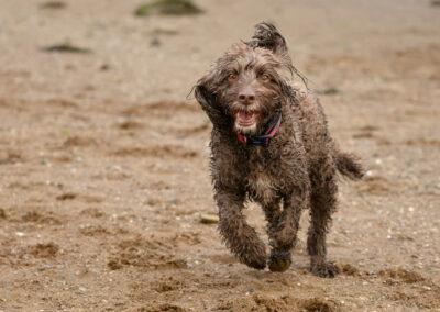chocolate cockapoo running at erskine beach