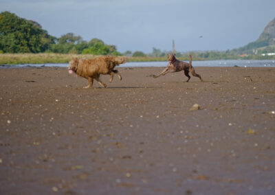 labradoodle and border collie on the beach