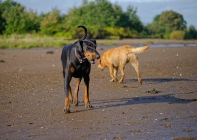 doberman on the beach