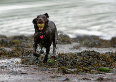 brown cocker spaniel with ball
