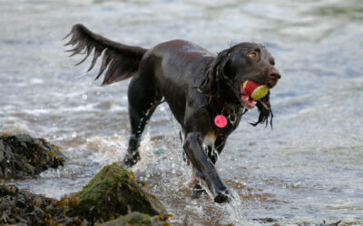 brown working cocker spaniel