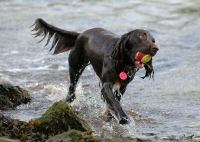 brown working cocker spaniel