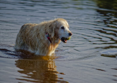 golden retriever standing in the river clyde