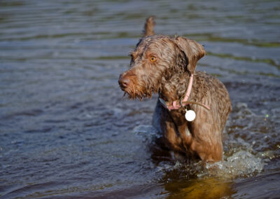 labradoodle in the river clyde