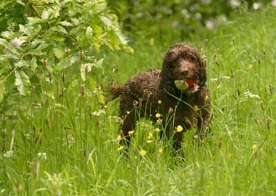 cockapoo portrait in a meadow