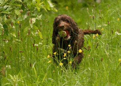 chocolate cockapoo standing in long green grass