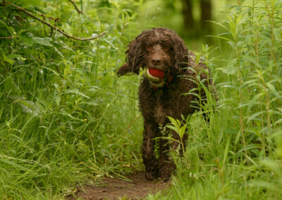 Chocolate cockapoo walking through a trail
