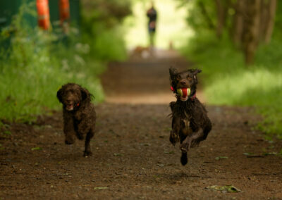 Dogs running on a trail