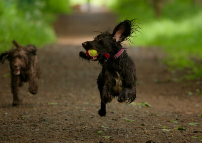 Dogs chasing after a ball
