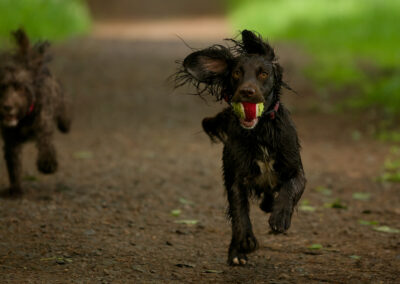 Dogs returning back with ball